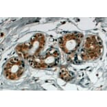 Immunohistochemistry - Anti-SNX5 Antibody (A82802) - Antibodies.com