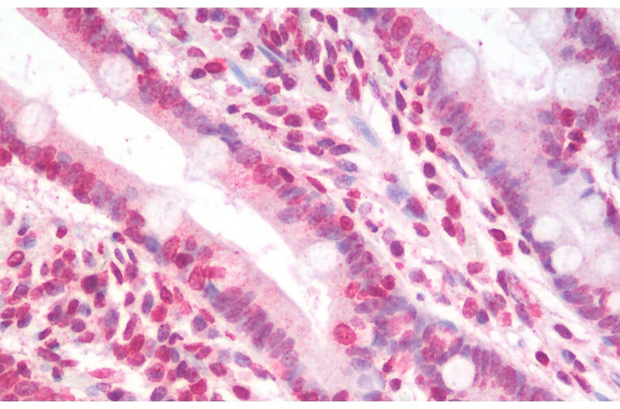 Immunohistochemistry - Anti-Nucleostemin Antibody (A82803) - Antibodies.com