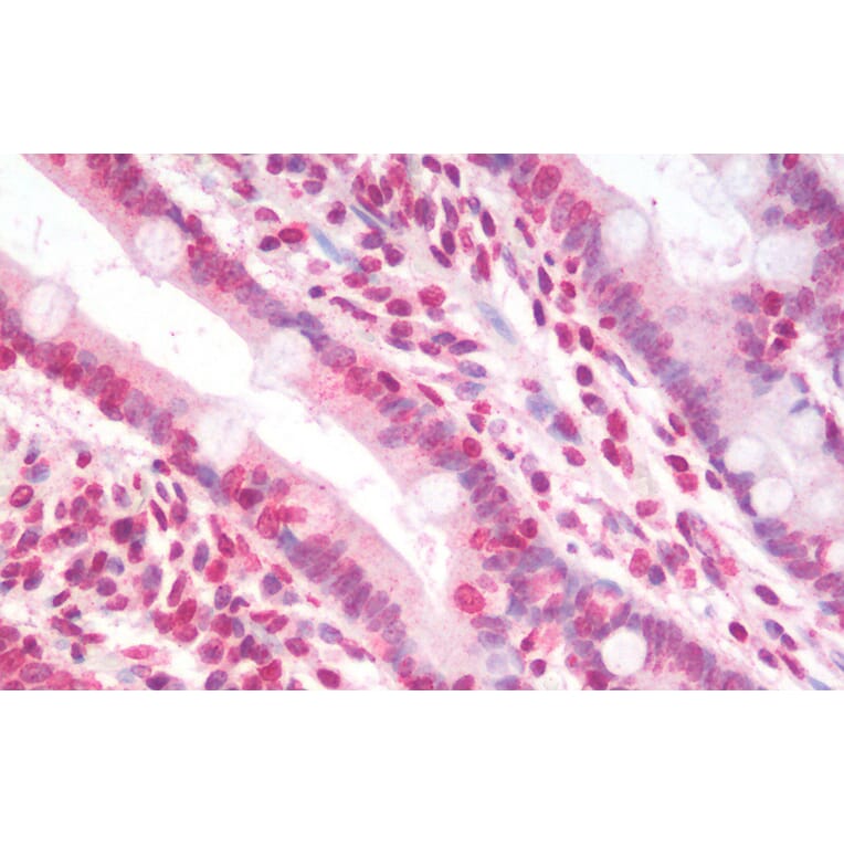 Immunohistochemistry - Anti-Nucleostemin Antibody (A82803) - Antibodies.com