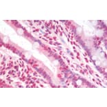 Immunohistochemistry - Anti-Nucleostemin Antibody (A82803) - Antibodies.com