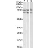 Western Blot - Anti-Nucleostemin Antibody (A82804) - Antibodies.com