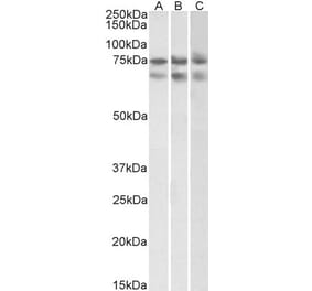 Western Blot - Anti-GNL3 Antibody (A82804) - Antibodies.com