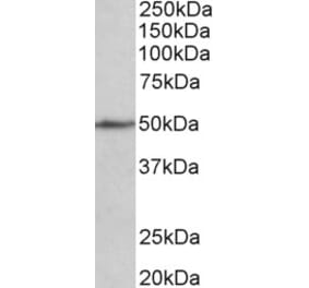 Western Blot - Anti-SynCAM/CADM1 Antibody (A82807) - Antibodies.com