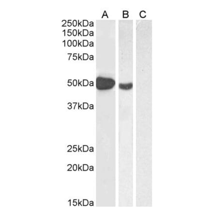 Western Blot - Anti-FOXP3 Antibody (A82808) - Antibodies.com