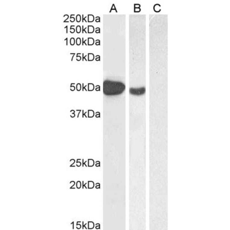 Western Blot - Anti-FOXP3 Antibody (A82808) - Antibodies.com