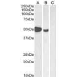 Western Blot - Anti-FOXP3 Antibody (A82808) - Antibodies.com