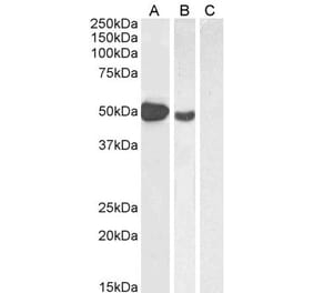 Western Blot - Anti-FOXP3 Antibody (A82808) - Antibodies.com
