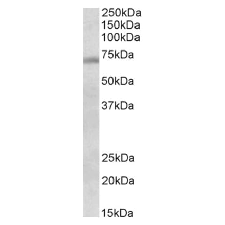 Western Blot - Anti-Dbf4 Antibody (A82809) - Antibodies.com