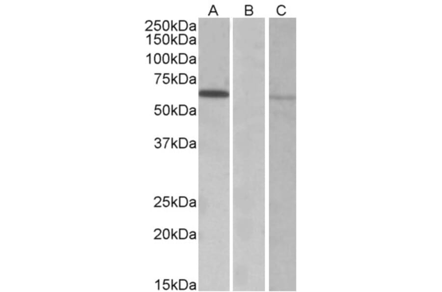 Western Blot - Anti-MKRN1 Antibody (A82810) - Antibodies.com