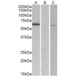 Western Blot - Anti-MKRN1 Antibody (A82810) - Antibodies.com