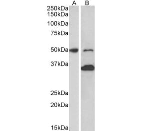 Western Blot - Anti-MKRN1 Antibody (A82810) - Antibodies.com