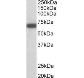Western Blot - Anti-GAD1 Antibody (A82811) - Antibodies.com