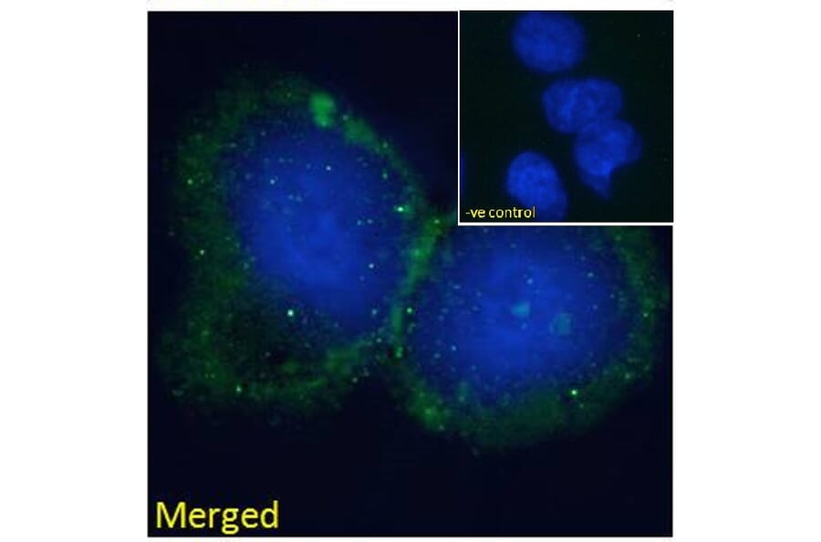 Immunofluorescence - Anti-BLNK Antibody (A82812) - Antibodies.com