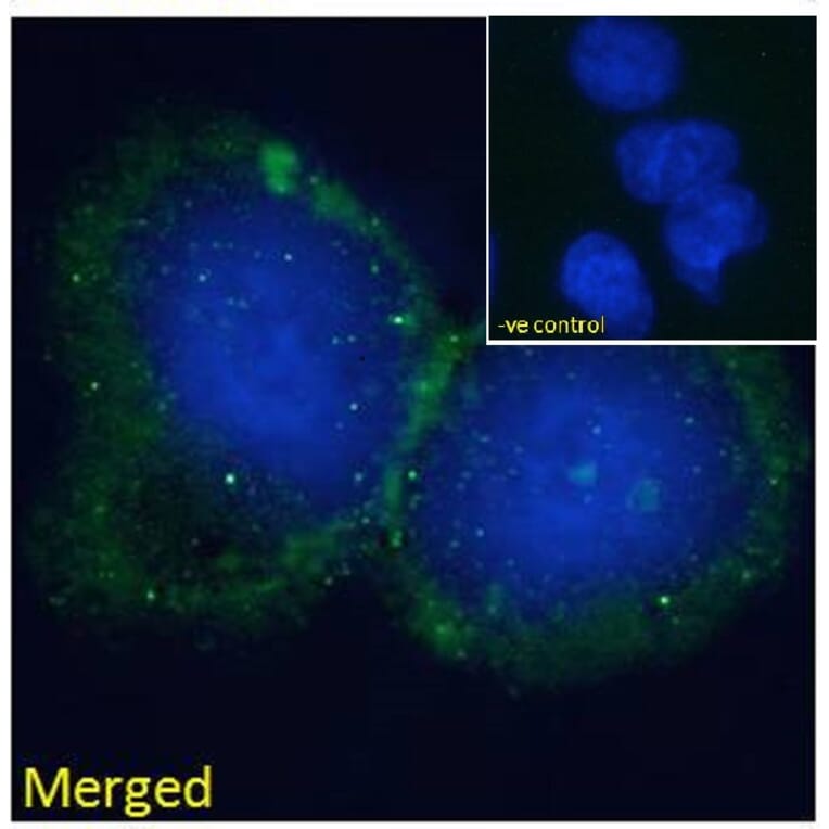 Immunofluorescence - Anti-BLNK Antibody (A82812) - Antibodies.com