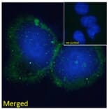 Immunofluorescence - Anti-BLNK Antibody (A82812) - Antibodies.com