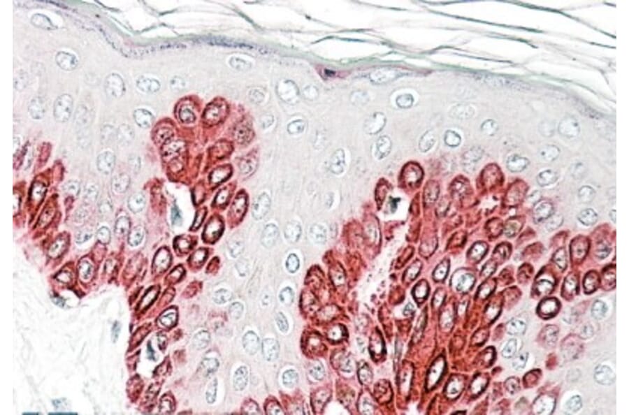 Immunohistochemistry - Anti-SIRT1 Antibody (A82815) - Antibodies.com
