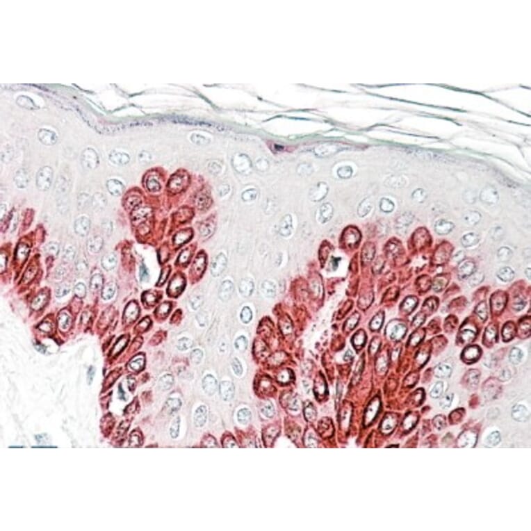 Immunohistochemistry - Anti-SIRT1 Antibody (A82815) - Antibodies.com