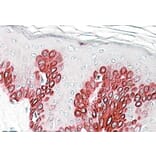 Immunohistochemistry - Anti-SIRT1 Antibody (A82815) - Antibodies.com
