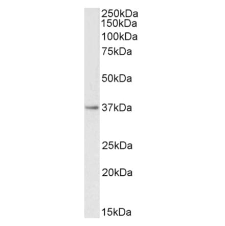 Western Blot - Anti-PTGR1 Antibody (A82816) - Antibodies.com