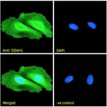 Immunofluorescence - Anti-DDAH1 Antibody (A82817) - Antibodies.com