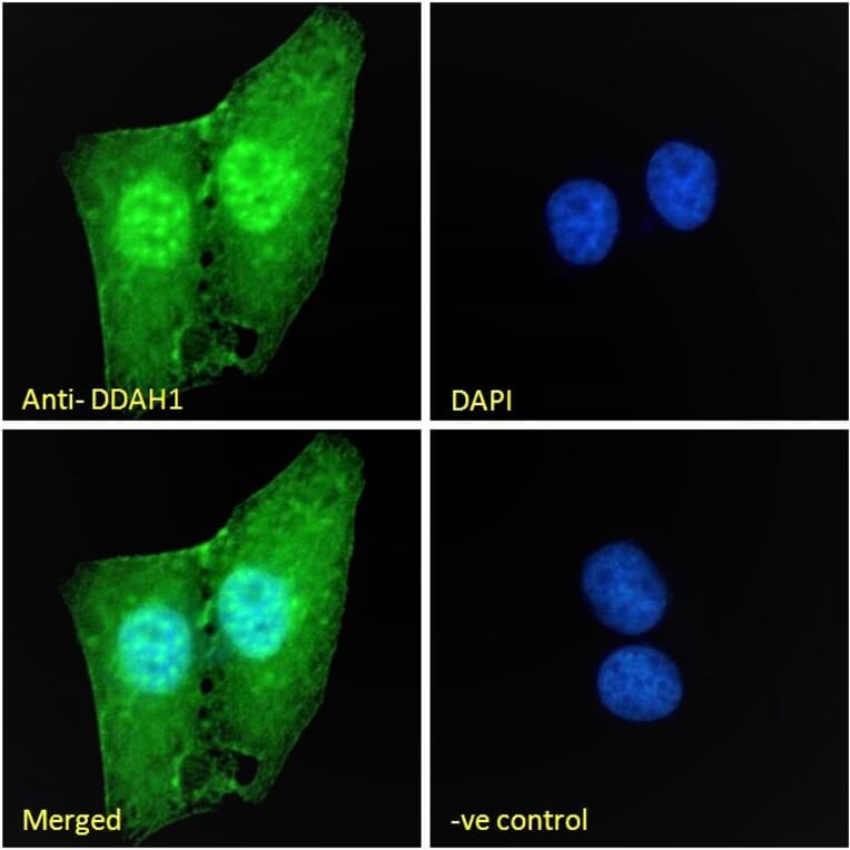 Immunofluorescence - Anti-DDAH1 Antibody (A82817) - Antibodies.com