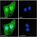 Immunofluorescence - Anti-DDAH1 Antibody (A82817) - Antibodies.com