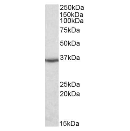 Western Blot - Anti-DDAH1 Antibody (A82817) - Antibodies.com
