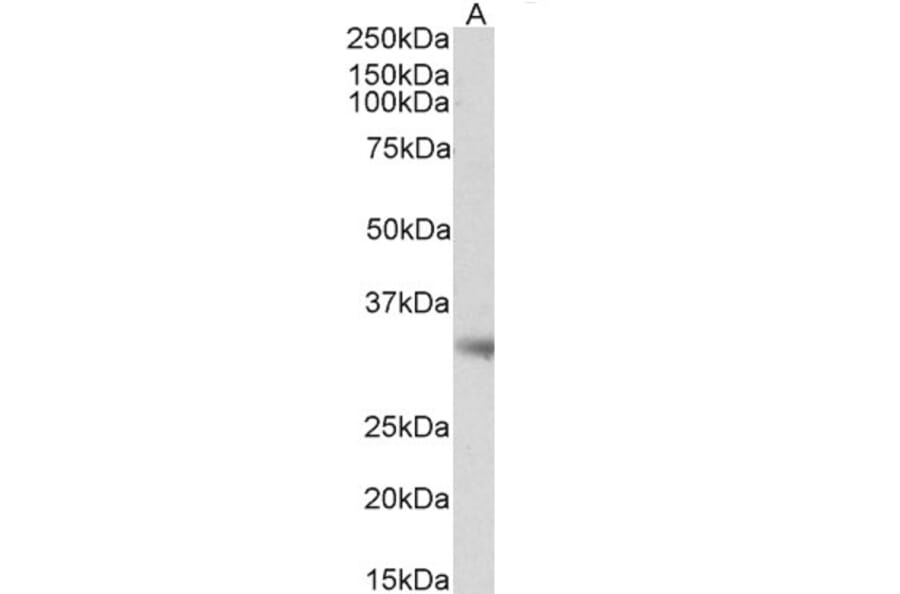 Western Blot - Anti-Monoacylglycerol Lipase/MGL Antibody (A82819) - Antibodies.com