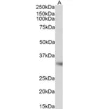 Western Blot - Anti-Monoacylglycerol Lipase/MGL Antibody (A82819) - Antibodies.com
