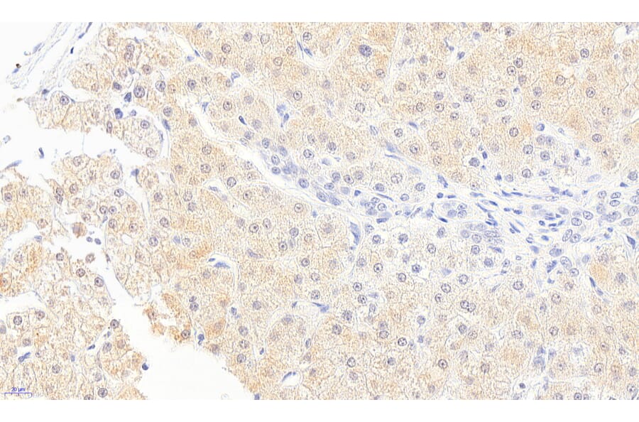 Immunohistochemistry - Anti-Monoacylglycerol Lipase/MGL Antibody (A82819) - Antibodies.com