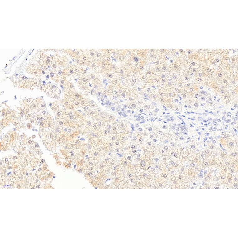 Immunohistochemistry - Anti-Monoacylglycerol Lipase/MGL Antibody (A82819) - Antibodies.com