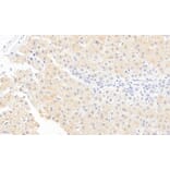 Immunohistochemistry - Anti-Monoacylglycerol Lipase/MGL Antibody (A82819) - Antibodies.com
