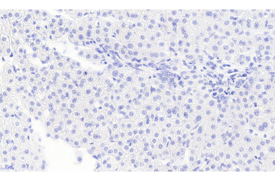 Immunohistochemistry - Anti-Monoacylglycerol Lipase/MGL Antibody (A82819) - Antibodies.com