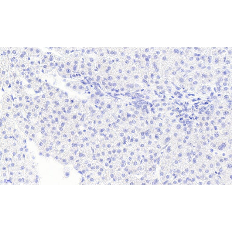 Immunohistochemistry - Anti-Monoacylglycerol Lipase/MGL Antibody (A82819) - Antibodies.com