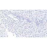 Immunohistochemistry - Anti-Monoacylglycerol Lipase/MGL Antibody (A82819) - Antibodies.com
