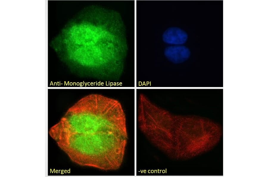 Immunofluorescence - Anti-Monoacylglycerol Lipase/MGL Antibody (A82819) - Antibodies.com