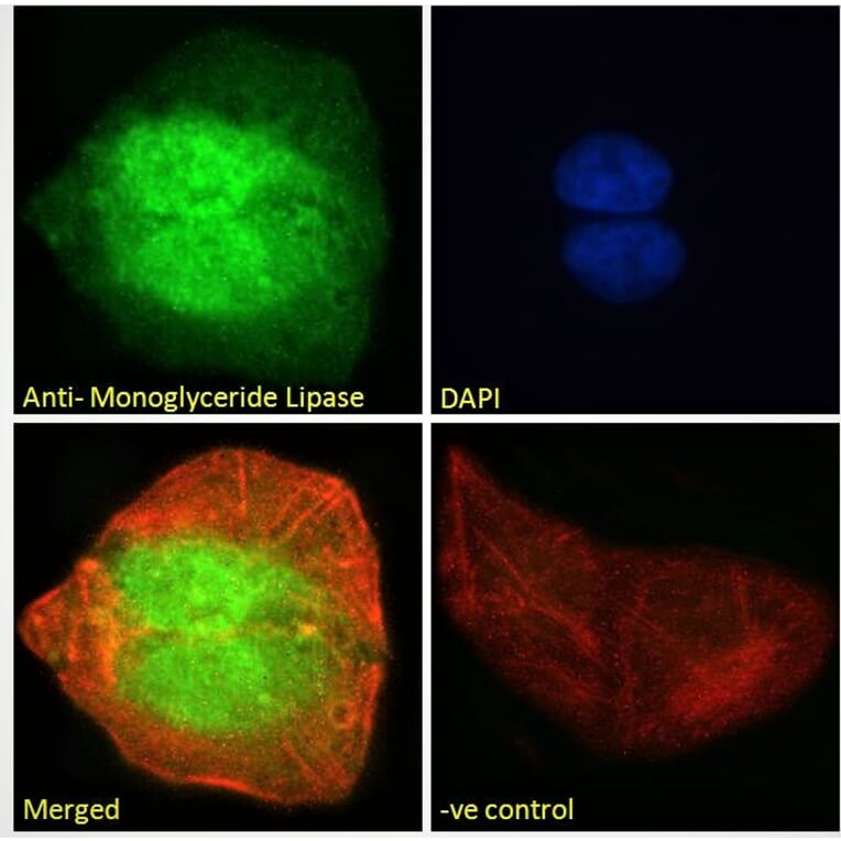 Immunofluorescence - Anti-Monoacylglycerol Lipase/MGL Antibody (A82819) - Antibodies.com