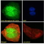 Immunofluorescence - Anti-Monoacylglycerol Lipase/MGL Antibody (A82819) - Antibodies.com