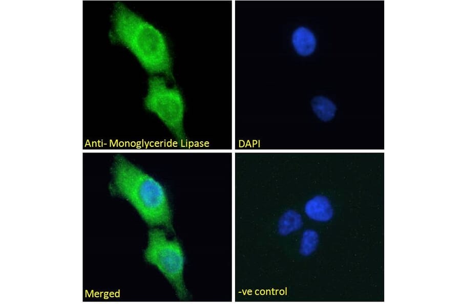 Immunofluorescence - Anti-Monoacylglycerol Lipase/MGL Antibody (A82819) - Antibodies.com