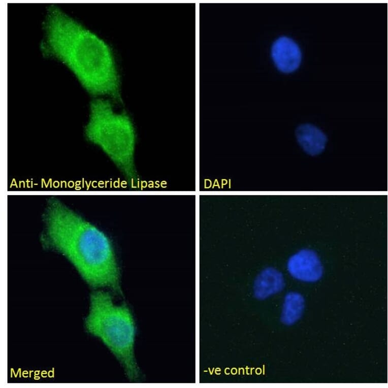 Immunofluorescence - Anti-Monoacylglycerol Lipase/MGL Antibody (A82819) - Antibodies.com