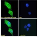 Immunofluorescence - Anti-Monoacylglycerol Lipase/MGL Antibody (A82819) - Antibodies.com