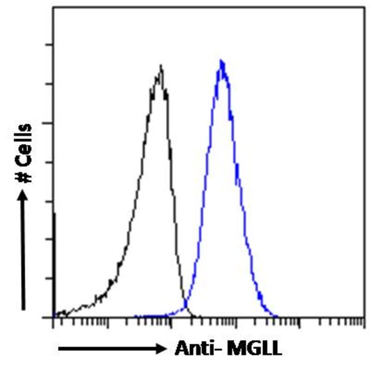 Flow Cytometry - Anti-Monoacylglycerol Lipase/MGL Antibody (A82819) - Antibodies.com