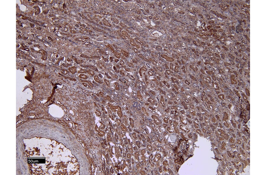 Immunohistochemistry - Anti-DCTN3 Antibody (A82821) - Antibodies.com