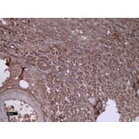 Immunohistochemistry - Anti-DCTN3 Antibody (A82821) - Antibodies.com