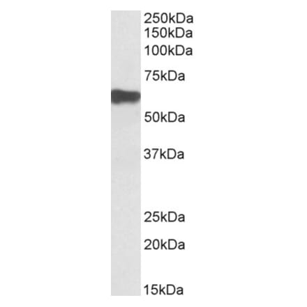 Western Blot - Anti-Myotilin Antibody (A82823) - Antibodies.com