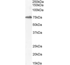 Western Blot - Anti-HIC1 Antibody (A82826) - Antibodies.com