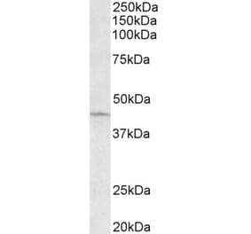 Western Blot - Anti-ARPC1A Antibody (A82827) - Antibodies.com