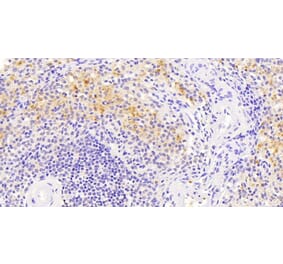 Immunohistochemistry - Anti-VAV3 Antibody (A82829) - Antibodies.com