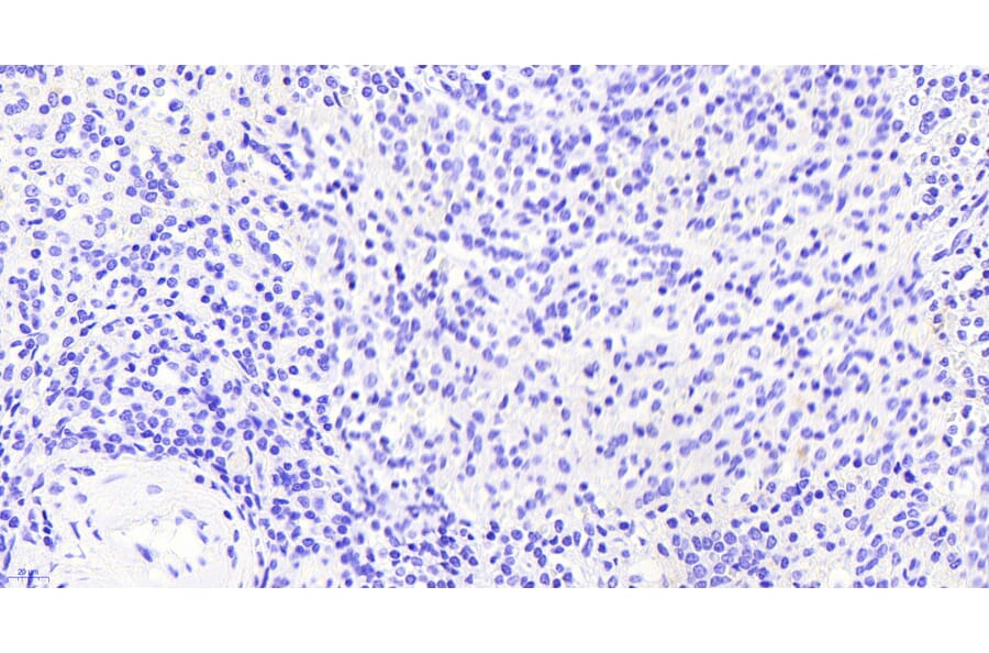 Immunohistochemistry - Anti-VAV3 Antibody (A82829) - Antibodies.com