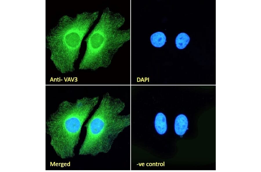 Immunofluorescence - Anti-VAV3 Antibody (A82829) - Antibodies.com
